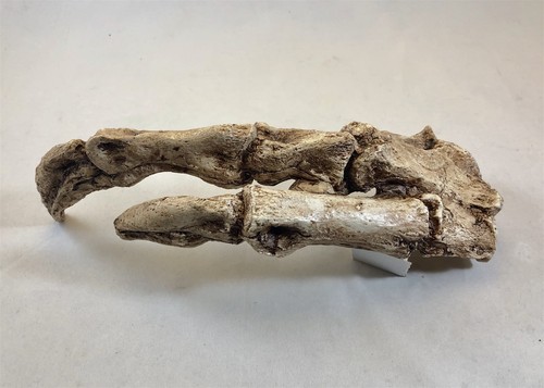 Tyrannosaurus rex hand replica - tyrannosaurus,