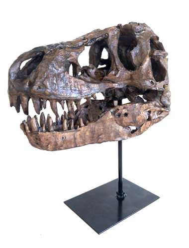 Realistic rex dinosaur skull - realistic,